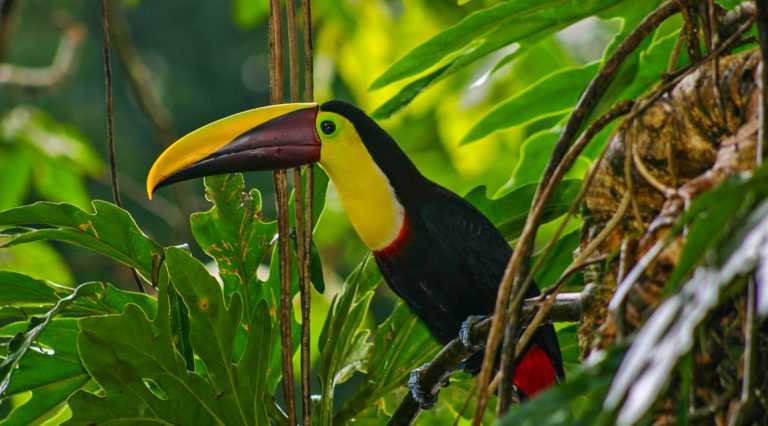 Belize Toucan Jungle Tours