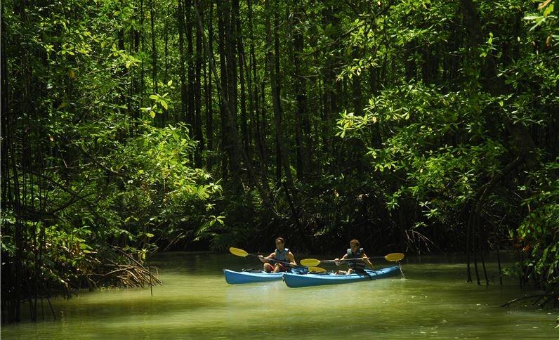 Kayak Mangrove Forests In Costa Rica