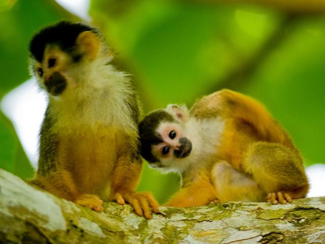 See Adorable Monkeys In Costa Rica