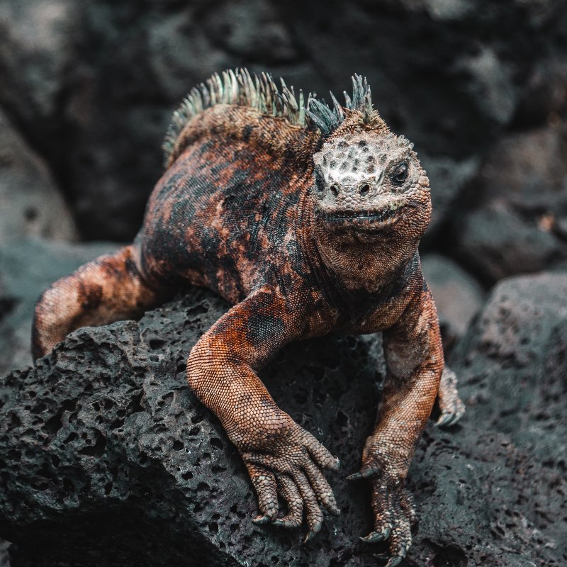  The Galapagos Contains The Largest Population Of Marine Iguanas