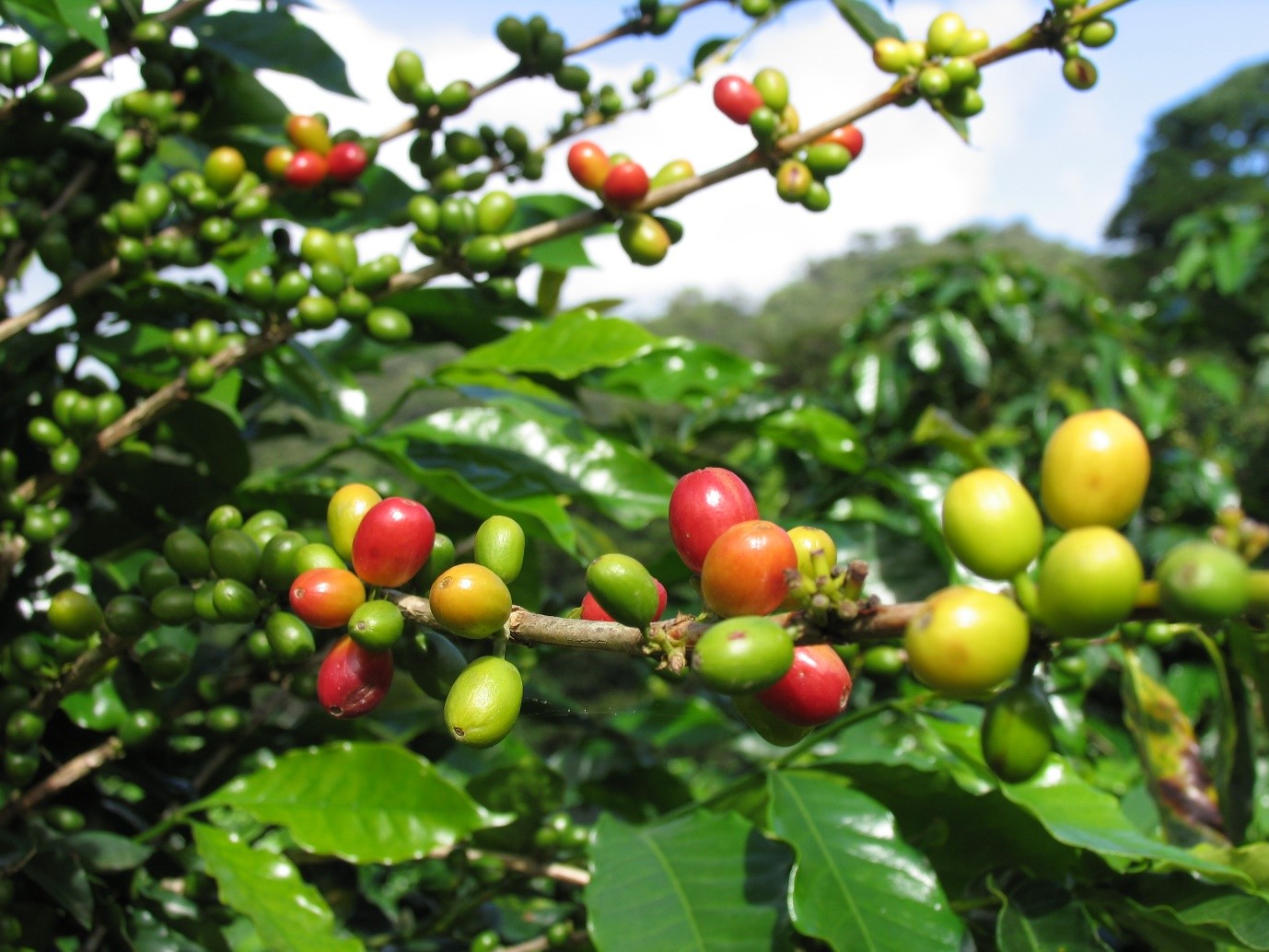 Drink Some Of The Most Delicious Coffee In The Entire World In Monteverde