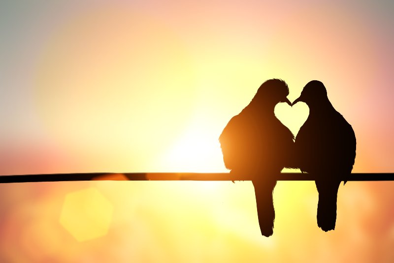 Be The Love Birds You Want To Be On Your Honeymoon