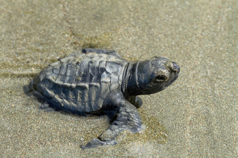 A Young Olive Ridley Turtle Making Its Way To The Ocean 