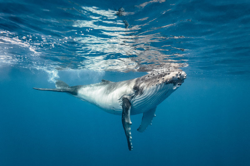 Enjoy Humpback Whale Season Off The Coast Of The Pearl Islands