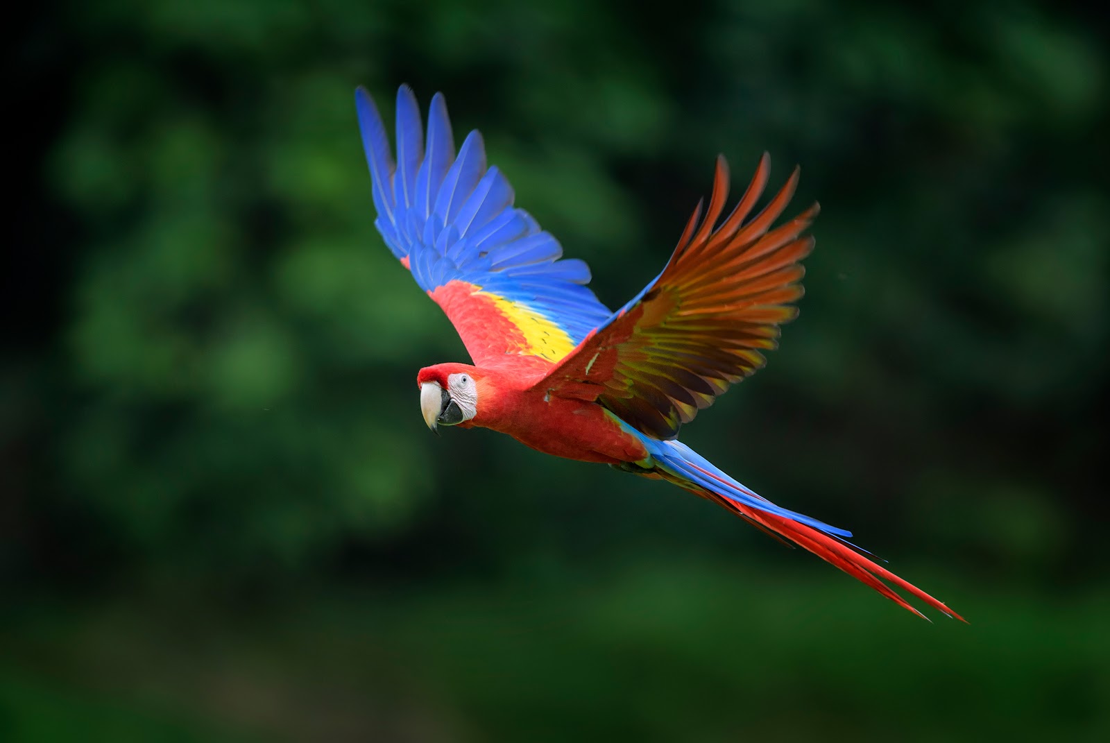 A Scarlet Macaw In Flight