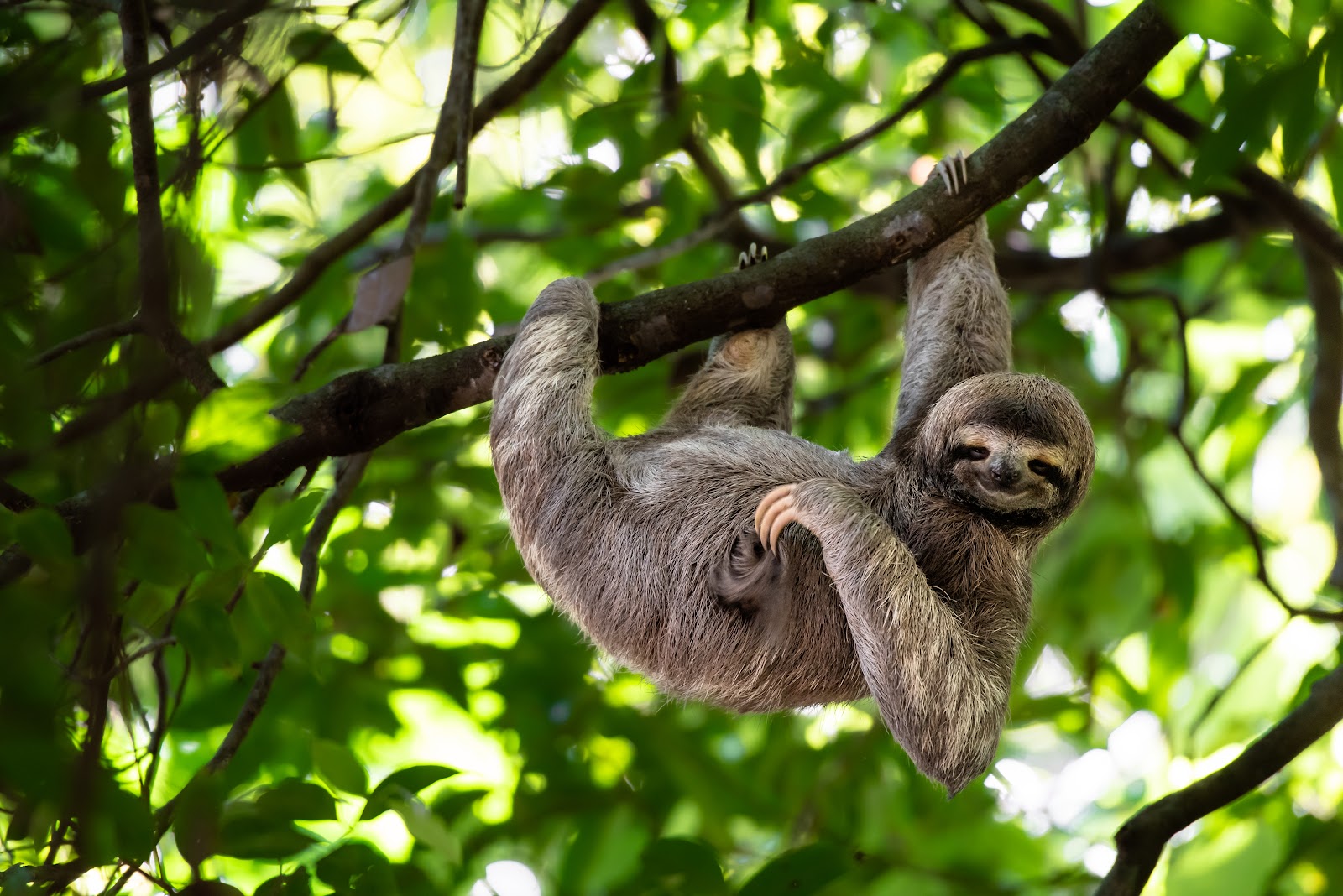 Sloth’s Cuteness Overload