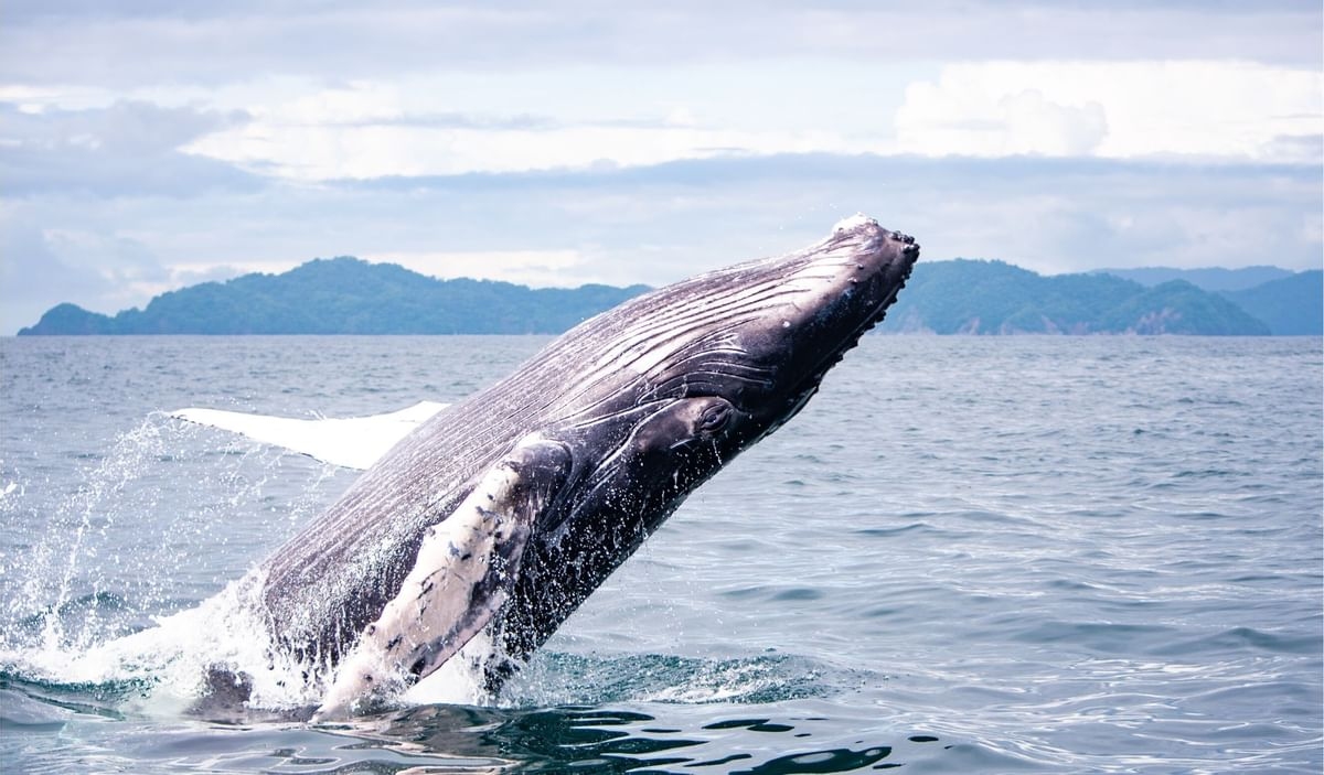  Isla Chiquita Whale Watching Biodiversity
=